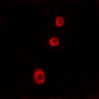 Anti-GBP1 Antibody