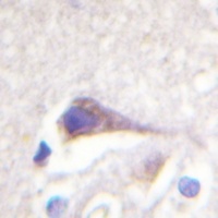 Anti-GFAP Antibody