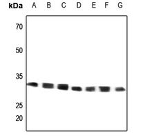 GRB2 Antibody