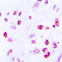 Anti-Histone H2A.X Antibody