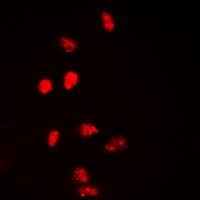 Anti-Histone H2A.X Antibody