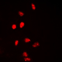 H2AFX antibody