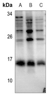 Histone H2B Rabbit Polyclonal Antibody