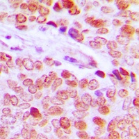 Histone H2B Rabbit Polyclonal Antibody