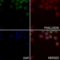Histone H2B Rabbit Polyclonal Antibody