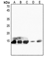 Histone H4 Rabbit Polyclonal Antibody