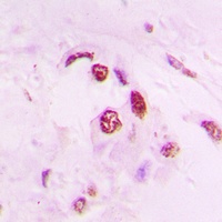 Histone H4 Rabbit Polyclonal Antibody