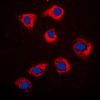 Anti-HSP90 beta Antibody