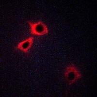HTR1F antibody