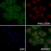 ITGB3 (Phospho-Y785) antibody