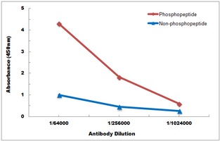 ITGB3 (Phospho-Y785) antibody