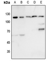 KSR1 Antibody