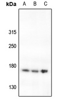 Laminin gamma 3 Rabbit Polyclonal Antibody