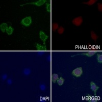 LAMC3 antibody