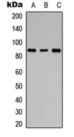 LGR6 Rabbit Polyclonal Antibody