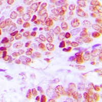 Anti-Lamin A/C Antibody