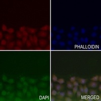 Anti-Lamin A/C Antibody