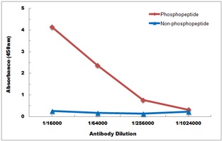 MAPK14 (Phospho-Y323) antibody