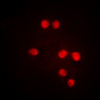 MED1 (Phospho-T1457) antibody