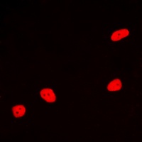 MEF2A Antibody