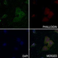 MET (Phospho-Y1349) antibody