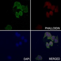 Anti-MFN2 Antibody