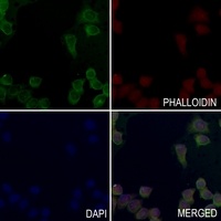 MINK1 antibody