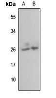 MRPL35 Antibody