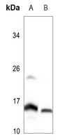MRPL51 Antibody