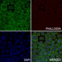 Anti-MRPL51 Antibody