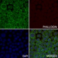 MRPL51 antibody