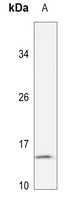 MRPL54 Antibody