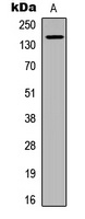 CD136 (Phospho-S1394) Antibody