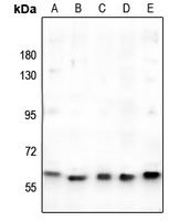 c-Myc Antibody