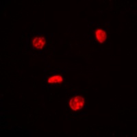 c-Myc Antibody