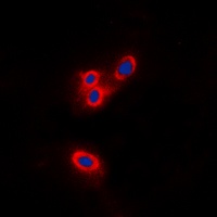 NF2 antibody