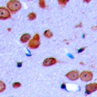 OPRD1 (Phospho-S363) antibody
