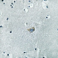 Anti-Kappa Opioid Receptor (Phospho-S369) Antibody