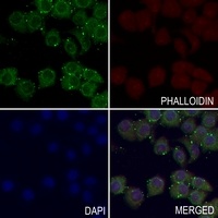 Anti-Kappa Opioid Receptor (Phospho-S369) Antibody
