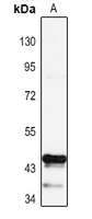 PAX1 Rabbit Polyclonal Antibody