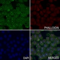 Anti-TOPK (Phospho-T9) Antibody