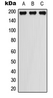 PDGFR beta (Phospho-Y751) Antibody