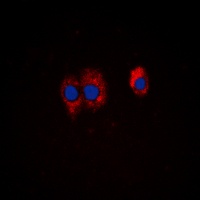 PIK3R1 (Phospho-Y467/199) antibody