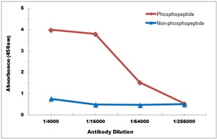 Anti-DARPP32 (Phospho-T34) Antibody