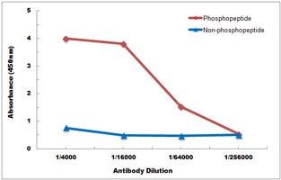 PPP1R1B (Phospho-T34) antibody