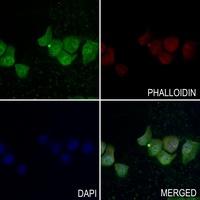 Anti-AMPK beta 1 Antibody