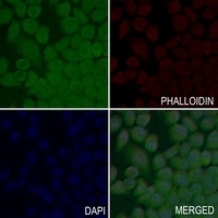 Focal Adhesion Kinase Rabbit Polyclonal Antibody
