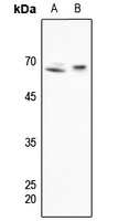 SHPTP1 Antibody