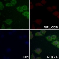 SHPTP1 Antibody