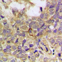 Anti-Paxillin (Phospho-Y31) Antibody